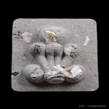 กระดูกผีสองหน้า หลวงพ่อชำนาญ วัดชิน