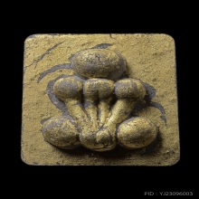 กระดูกผีปิดทองฝังตะกรุดเงิน หลวงพ่อชำนาญ วัดชิน