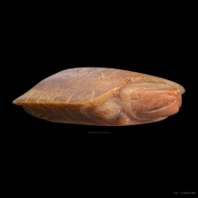 เต่าหุบขา ศิลป์ห้อยคอ ยุคต้น หลวงพ่อสนิท หายาก