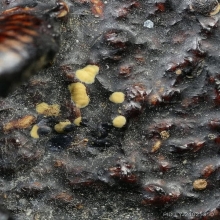 เบี้ยแก้หลวงพ่อภักดิ์ วัดโบสถ์