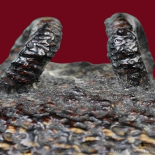 เบี้ยแก้หลวงพ่อภักดิ์ วัดโบสถ์