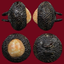 เบี้ยแก้หลวงพ่อภักดิ์ วัดโบสถ์