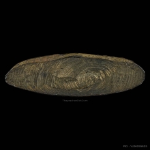 พระชัยวัฒน์ ลพ.วัดเขาตะเครา ปี2512 จ.เพชรบุรี