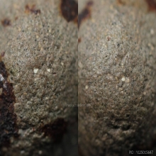 “ลูกอมเกราะเพชร” หลวงพ่อปาน วัดบางนมโค จ.พระนครศรีอยุธยา