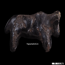 วัวธนูพอกครั่งหลวงพ่อน้อย วัดศีรษะทอง จ.นครปฐม หายากมาก