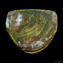 รูปเหมือนหล่อปั๊มพ่อท่านคล้ายวัดสวนขันพิมพ์นิยม