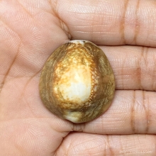 เบี้ยแก้ หลวงพ่อนุ่ม วัดนางใน