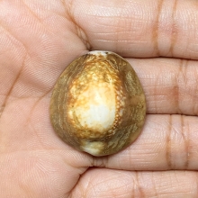 เบี้ยแก้ หลวงพ่อนุ่ม วัดนางใน