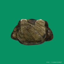 กุมารดูดรกหลวงพ่อแช่ม วัดตาก้อง จ.นครปฐม