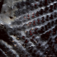 ตะกรุดไม้ครู ลพ.ทา วัดพะเนียงแตก สวยลุ้นแชมป์