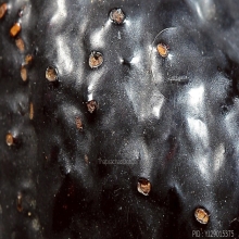 ตะกรุดไม้ครู ลพ.ทา วัดพะเนียงแตก สวยลุ้นแชมป์