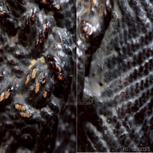 ตะกรุดไม้ครู ลพ.ทา วัดพะเนียงแตก สวยลุ้นแชมป์