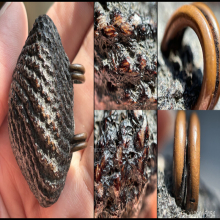 >>>..,เบี้ยแก้ อ.เจือ ทรงจานบิน สวยแชมป์ สมบูรณ์