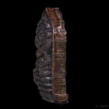 ปรกใบมะขาม หลวงปู่โต๊ะ นวะ ปี21 (นิยม)