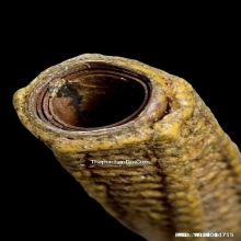 ตะกรุดหลวงพ่อสุด วัดกาหลง จ.สมุทรสาคร ปี2521