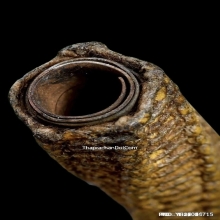 ตะกรุดหลวงพ่อสุด วัดกาหลง จ.สมุทรสาคร ปี2521