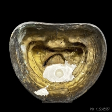 พระบูชา พระพุทธศรีประกายสิทธิ์