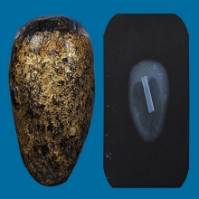 ๙ “ไข่นกคุ้มวัดราชโยธา” หมากทุยหลวงปู่ทอง วัดราชโยธา ๙