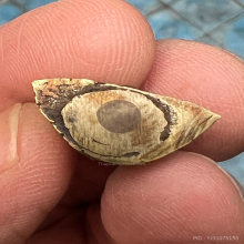 ไม่ทราบที่