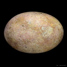 ลูกอมผงยาจินดามณีมนตราคม พระปลัดปานวัดตุ๊กตา