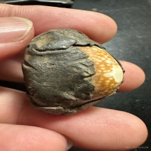 เบี้ยแก้ พ่อเที่ยง น่วมมานา