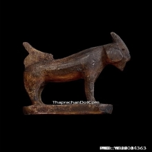 แพะเศรษฐีหลวงพ่อลัด วัดหนองกระบอก จ.ระยอง เนื้อเขาควายแกะ