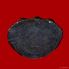 พระกริ่งหลังค่อม รุ่นแรก หลวงพ่อวิริยังค์ วัดธรรมมงคล ปี2510