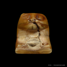 เสือหลวงพ่อปาน วัดคลองด่าน(ศิลป์วัดกลาง) จ.สมุทรปราการ