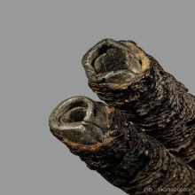 ตะกรุดจันทร์เพ็ญ หลวงปู่ศุข วัดปากคลองมะขามเฒ่า 