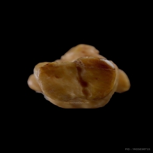 กุมารทองหลวงพ่อกวย วัดโฆษิตาราม เนื้องาแกะ 