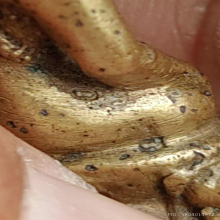 พระกริ่งน้ำท่วม วัดสุทัศน์ เนื้อเหลือง ปี2485