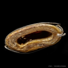 เสืออ้าปาก เขี้ยว เนื้อจัด ไม่ทราบที่ (1)