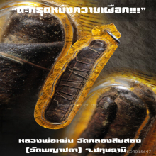 “ตะกรุดหนังควายเผือก” หลวงพ่อหม่น วัดคลองสิบสอง จ.ปทุมธานี