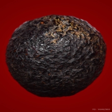 ลูกอมชานหมาก หลวงปู่ทอง วัดราชโยธา