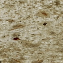 สมเด็จหลวงพ่อเผือก