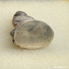 พระกริ่งเมตตา หลวงพ่อม่น วัดเนินตามาก ปี 37 เนื้อเงิน