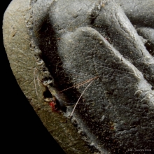 พระปิดตาปลดหนี้ หลังยันต์นะ หลวงปู่โต๊ะ