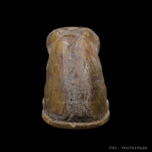 เสือหลวงพ่อสาย วัดคลองด่าน หางกริช (นิยม) มีรอยจาน