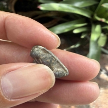 พระปิดตาหลวงพ่อแก้ววัดเครือวัลย์เนื้อตะกั่วพิมพ์เล็ก