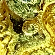 องค์พญาครุฑอาจารย์วราห์ โคตรรวย เนื้อทองคำ ตัวจริงหายากมาก