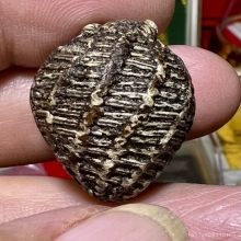 หมากทุย ลงรักเก่าแห้ง 