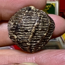 หมากทุย ลงรักเก่าแห้ง 