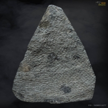 ท่ามะปราง กรุนาตายม พิษณุโลก