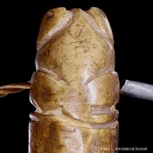 เสือหลวงพ่อเรือน วัดคลองด่าน (บางเหี้ย) สมุทรปราการ