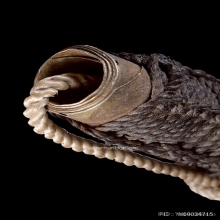 ตะกรุดแม่ทัพหลวงพ่อกวย วัดโฆษิตาราม