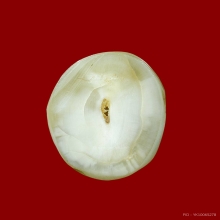 เขี้ยวเสือแกะ มีจารยันต์ทั้งตัว งานแกะมือเก่าแท้