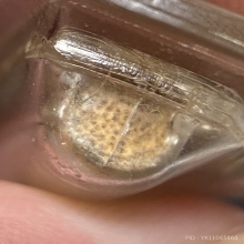 หวายลูกนิมิตร หลวงพ่อโอด วัดจันเสน จ.นครสวรรค์  