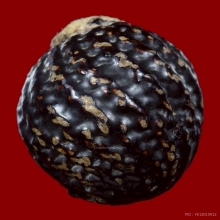 ลูกอมมหากัณฑ์หลวงพ่อคง