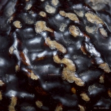 ลูกอมมหากัณฑ์หลวงพ่อคง