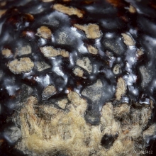 ลูกอมมหากัณฑ์หลวงพ่อคง